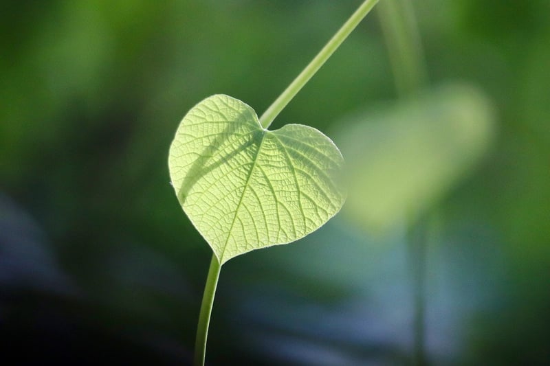 Eco-Friendly Home Goods